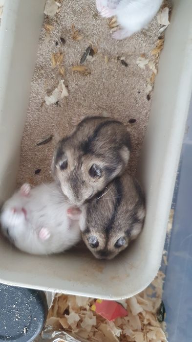 Hamsteres anões russos