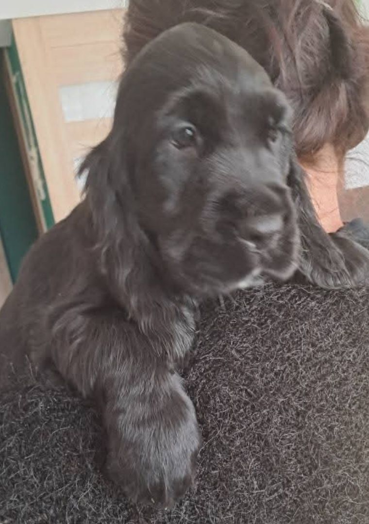 Cocker spaniel angielski