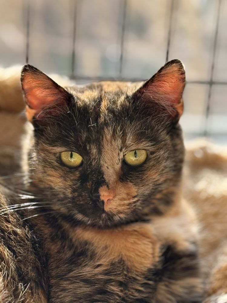 Toffi - wyjątkowa koteczka do adopcji