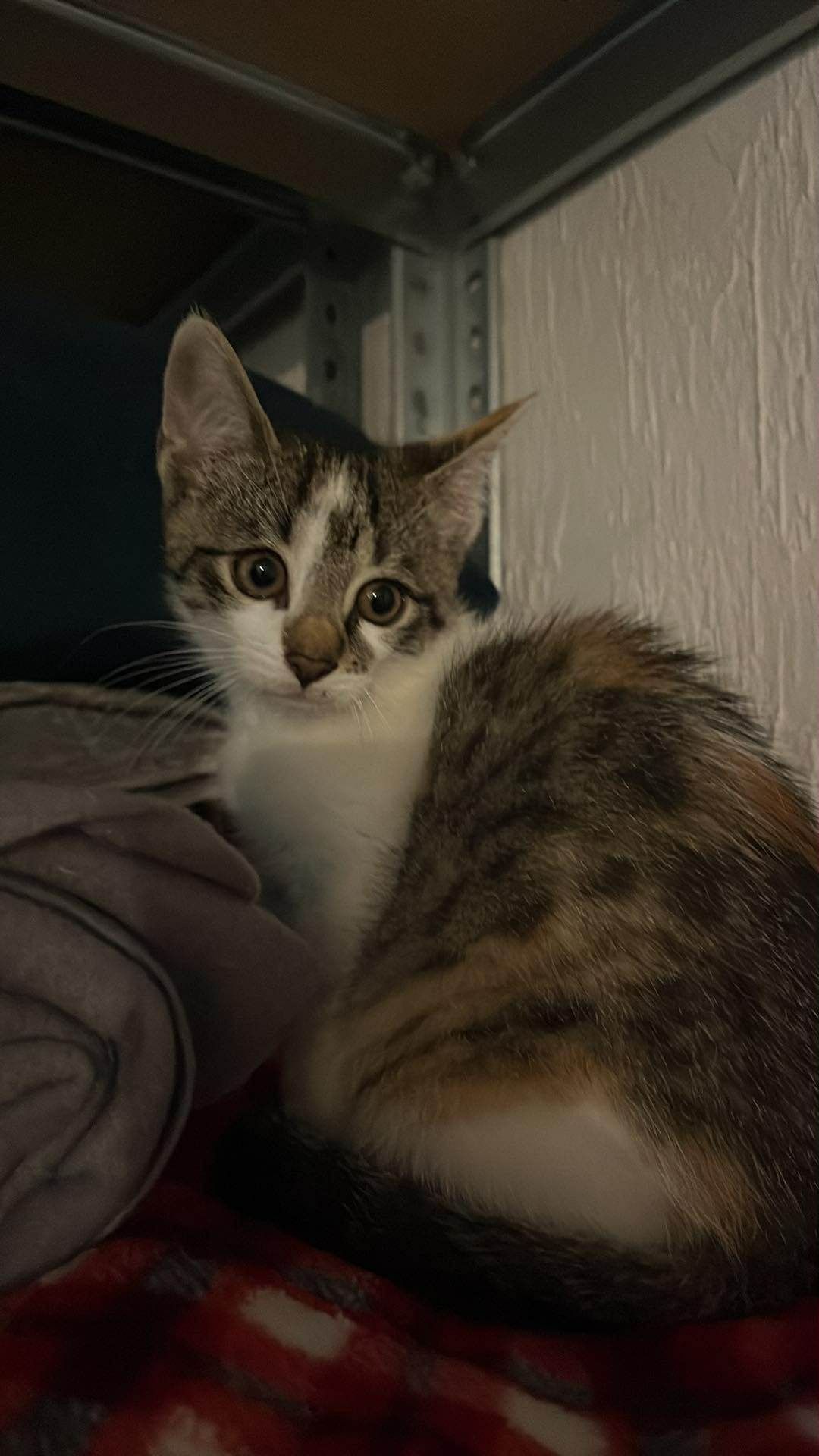 Śliczna koteczka do adopcji