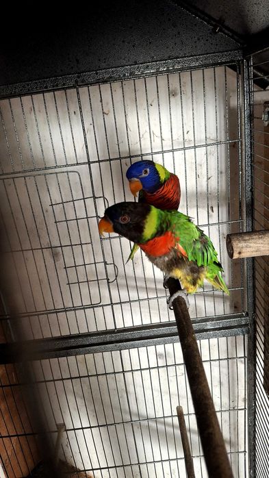 Lote de ring neck e loris