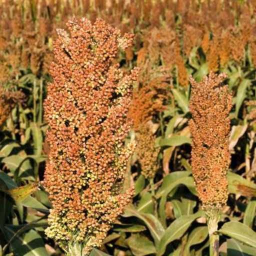 Sorgo czerwone. Karma dla gołębi, papug, kur i innych ptaków