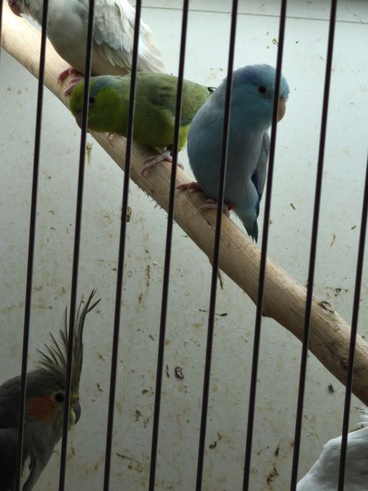 Casal forpus bonitos