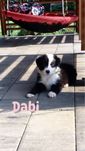 Suczka Border Collie