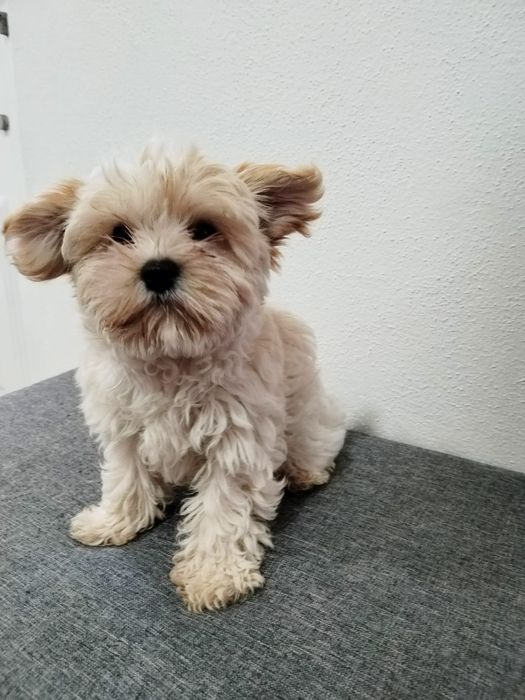 Cachorrinho Yorkshire Biewer