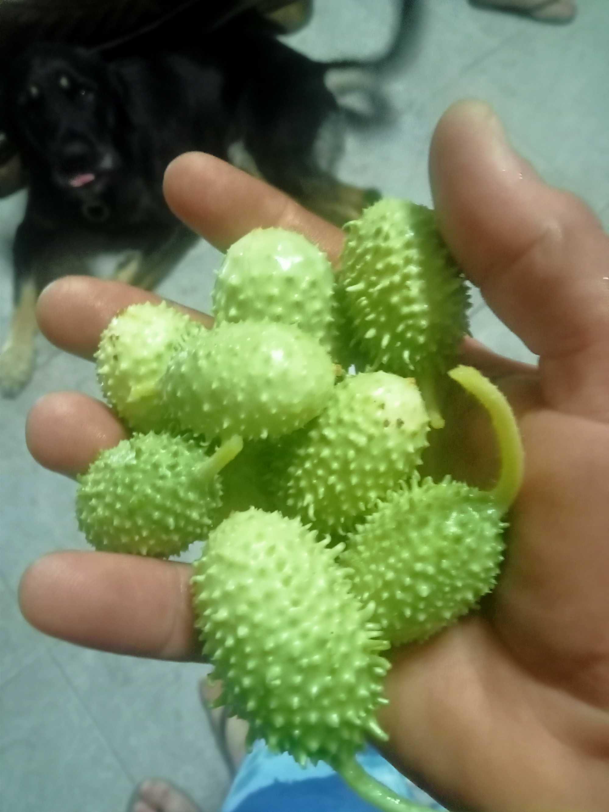 Maxixe e quiabo sem agrotóxicos.