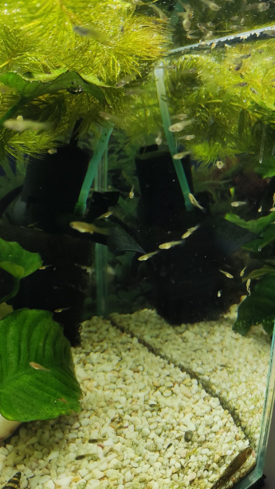 Gupiki narybek od 1 do 2 cm