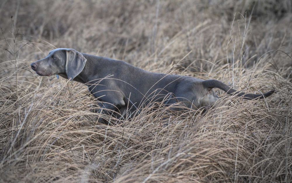 Wyżeł Weimarski - szczenię - piesek ZKwP FCI