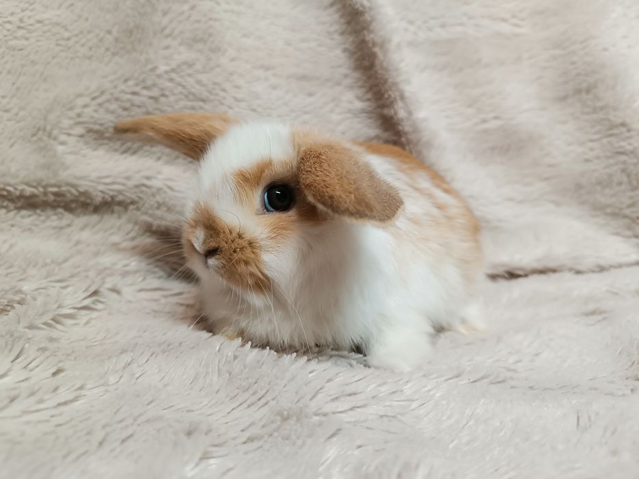 Królik króliki karzełki baranki miniaturki CENA CAŁKOWITA