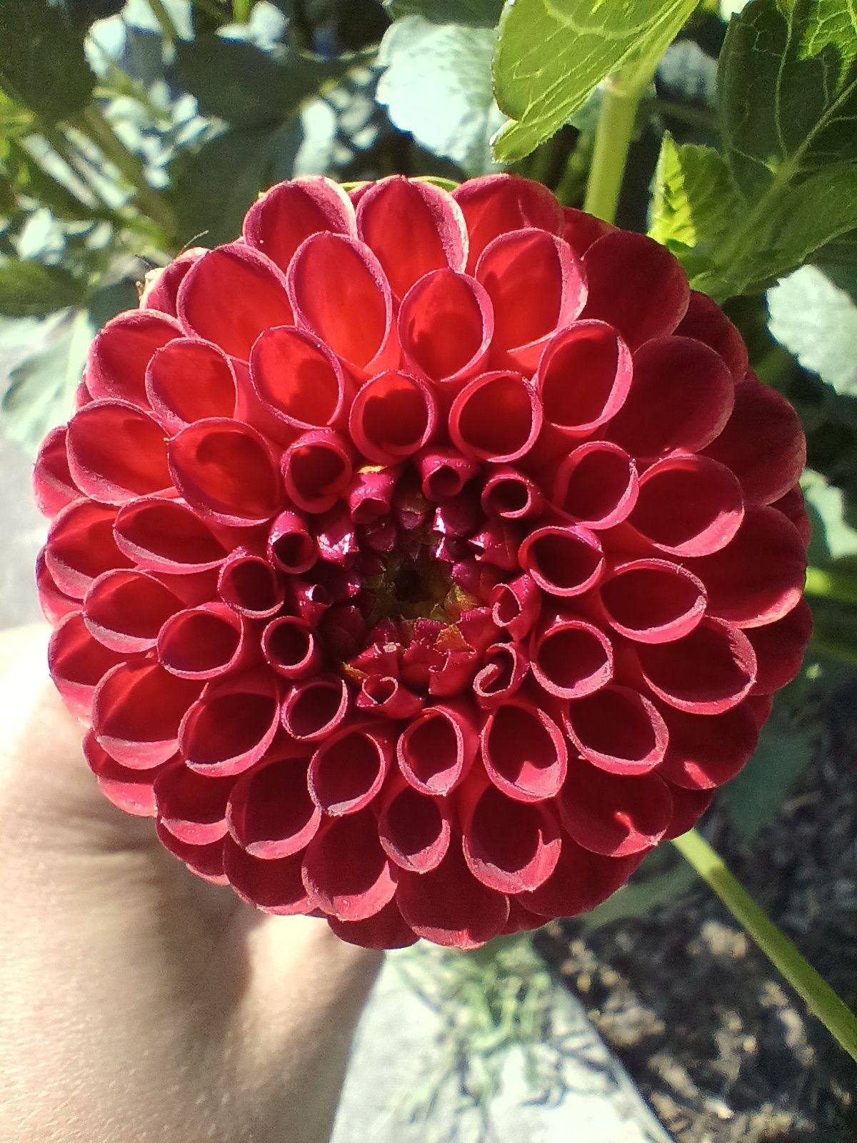 Dalia pomponowa czerwona Red bulwa cebulka karpa