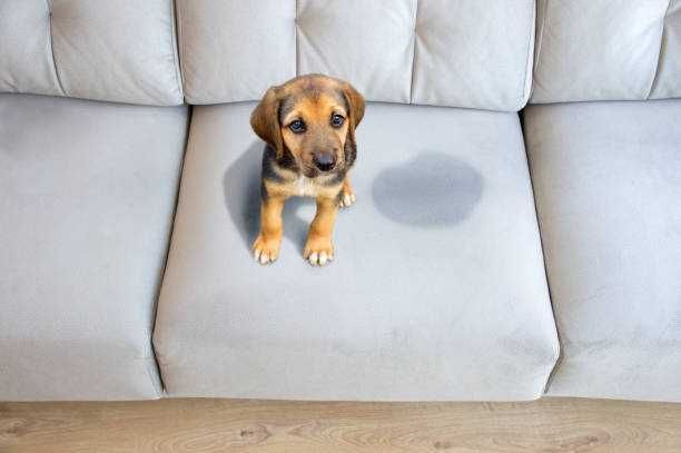 Limpeza e higienização: carpetes,  colchões, sofás, estofos automóvel