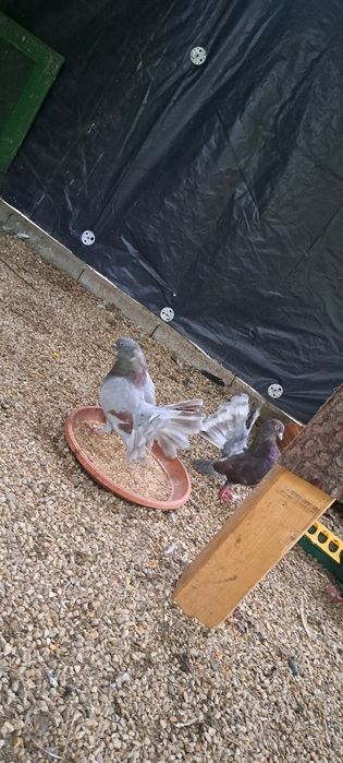 Gołębie różne rasy