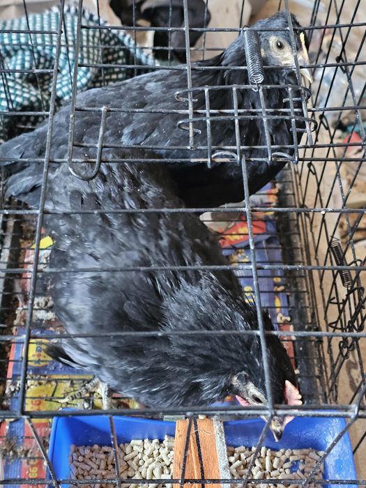 Casal de Jersey Gigante para criação