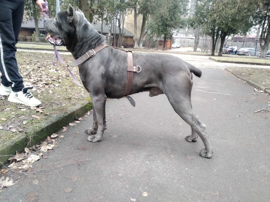 Кане корсо  в'язка
