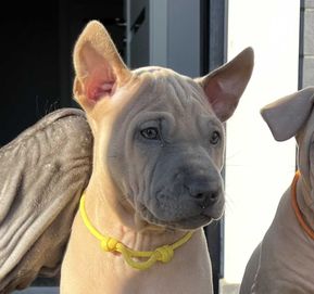 Thai Ridgeback Dog