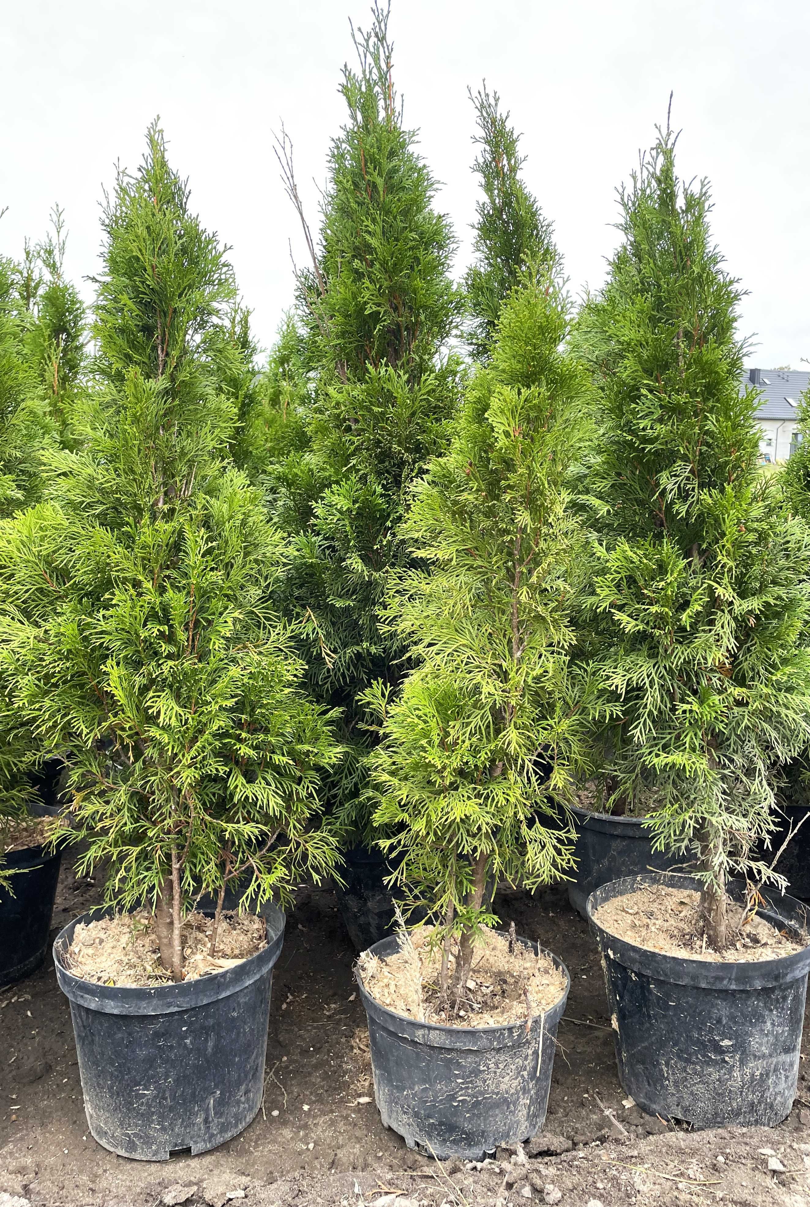 tuja szmaragd, thuja 70-80cm iglaki GĘSTE hurt detal transport wysyłka