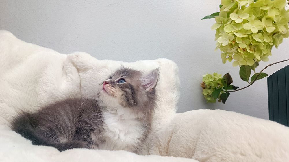 Kocurek syberyjski Skiper rodowód WCF