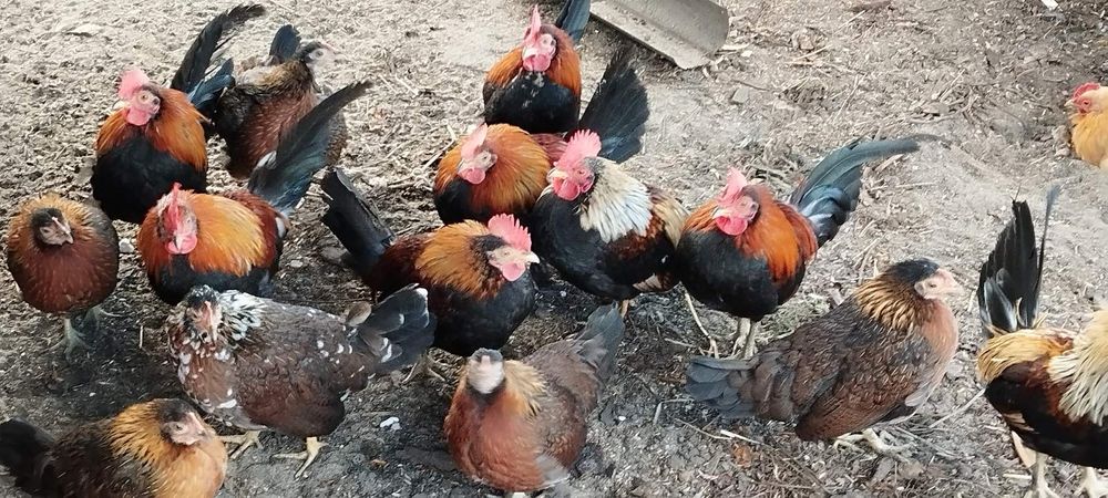 Продам карликовых петушков