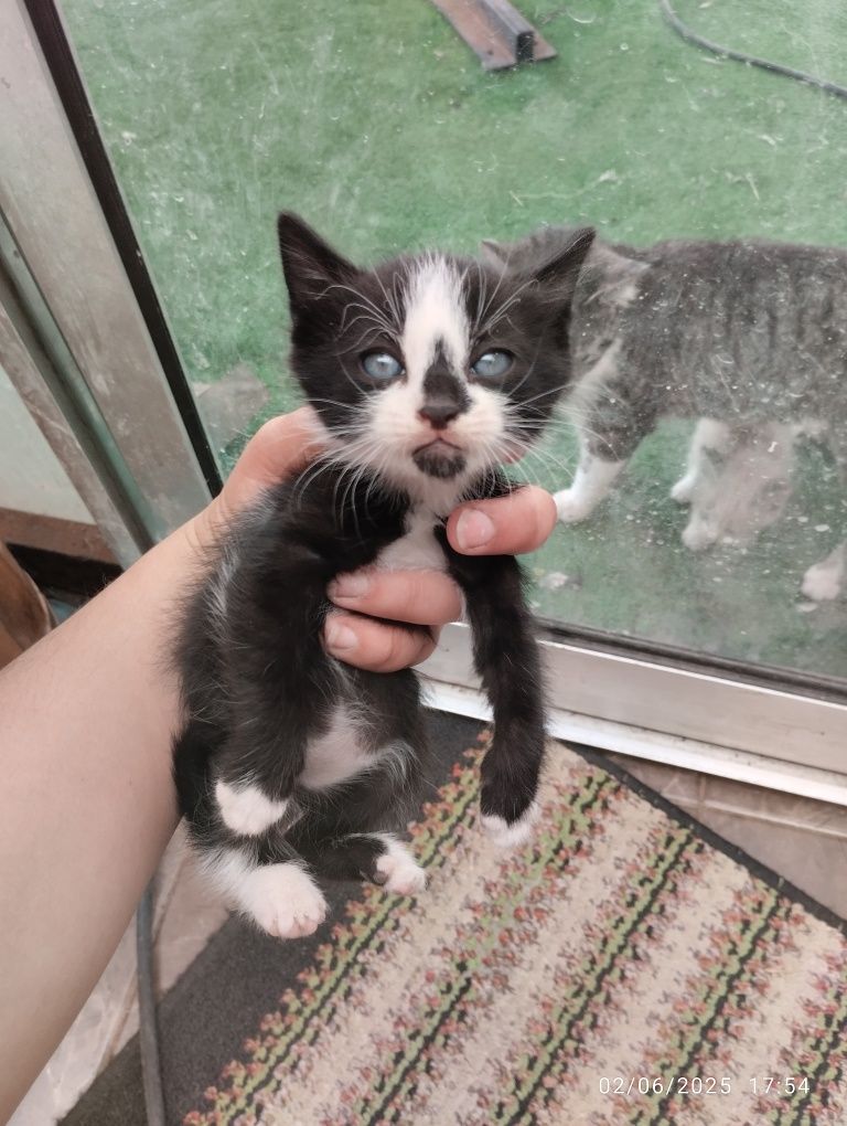 Dá-se gatos bebes