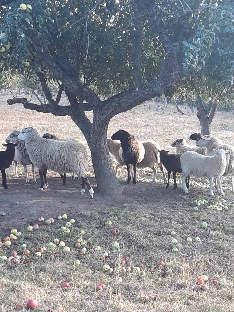 Баран, вівця