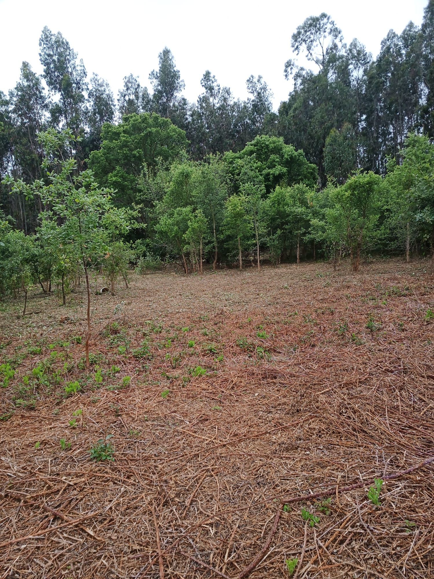 RESERVADO - Moradia em plena natureza  Caldas da Rainha