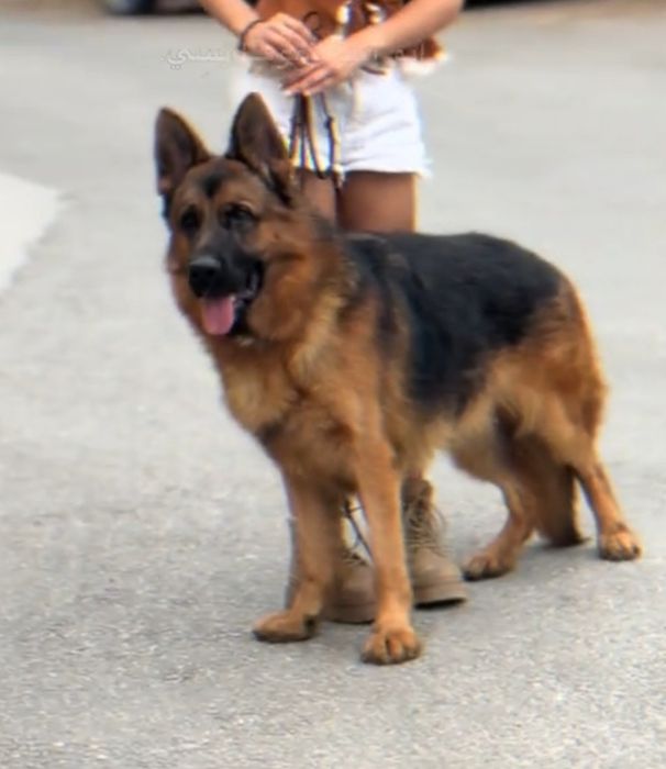 Цуценята німецької вівчарки ДШ