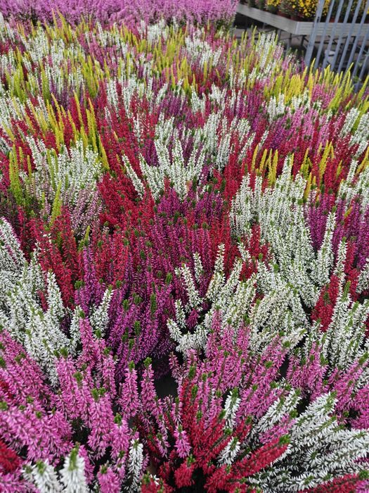 Chryzantemy drobnokwiatowe, wrzosy