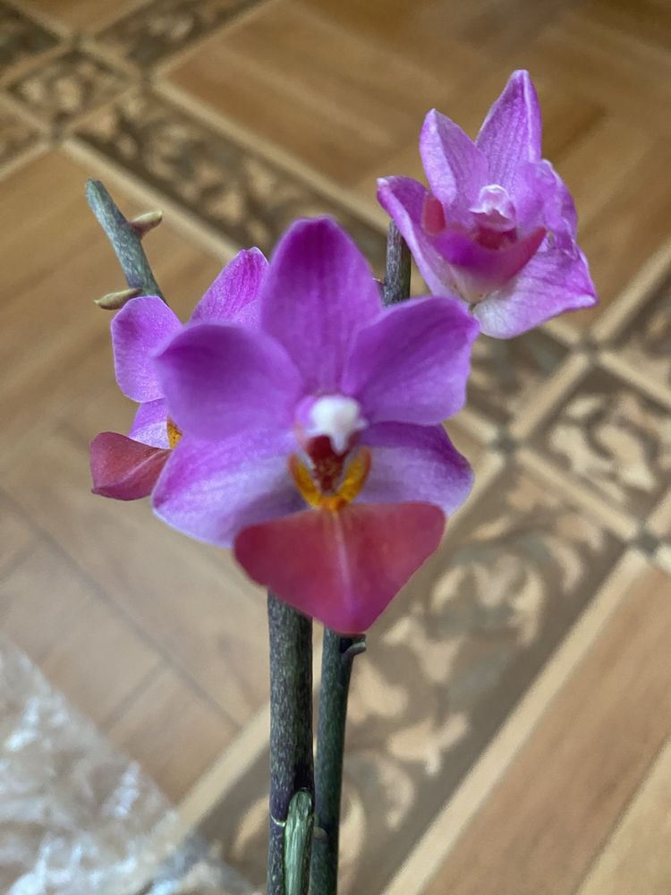 Сортові квітучі орхідеі