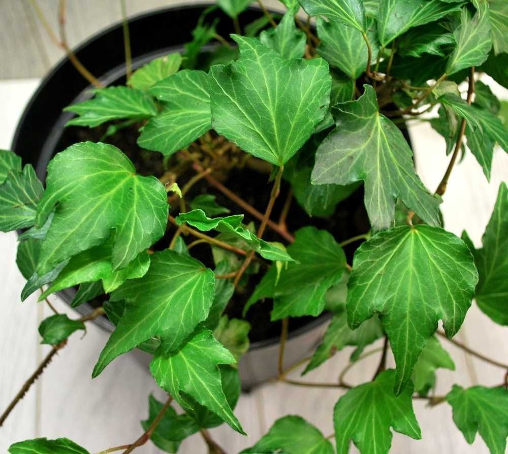 Bluszcz Pospolity 'Green Ripple' - Hedera Helix 10
