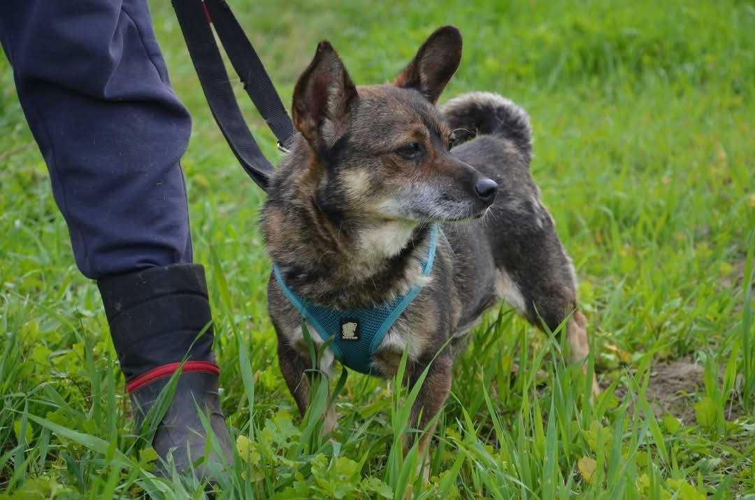 Malutki, kochany Frank do adopcji!