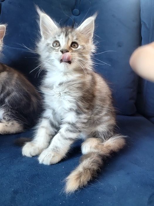 Kotka ETNA srebrna szylkretka Maine Coon