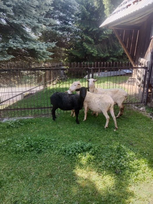 Owca gorska okajsta duza zamiana na kamerunskie owce