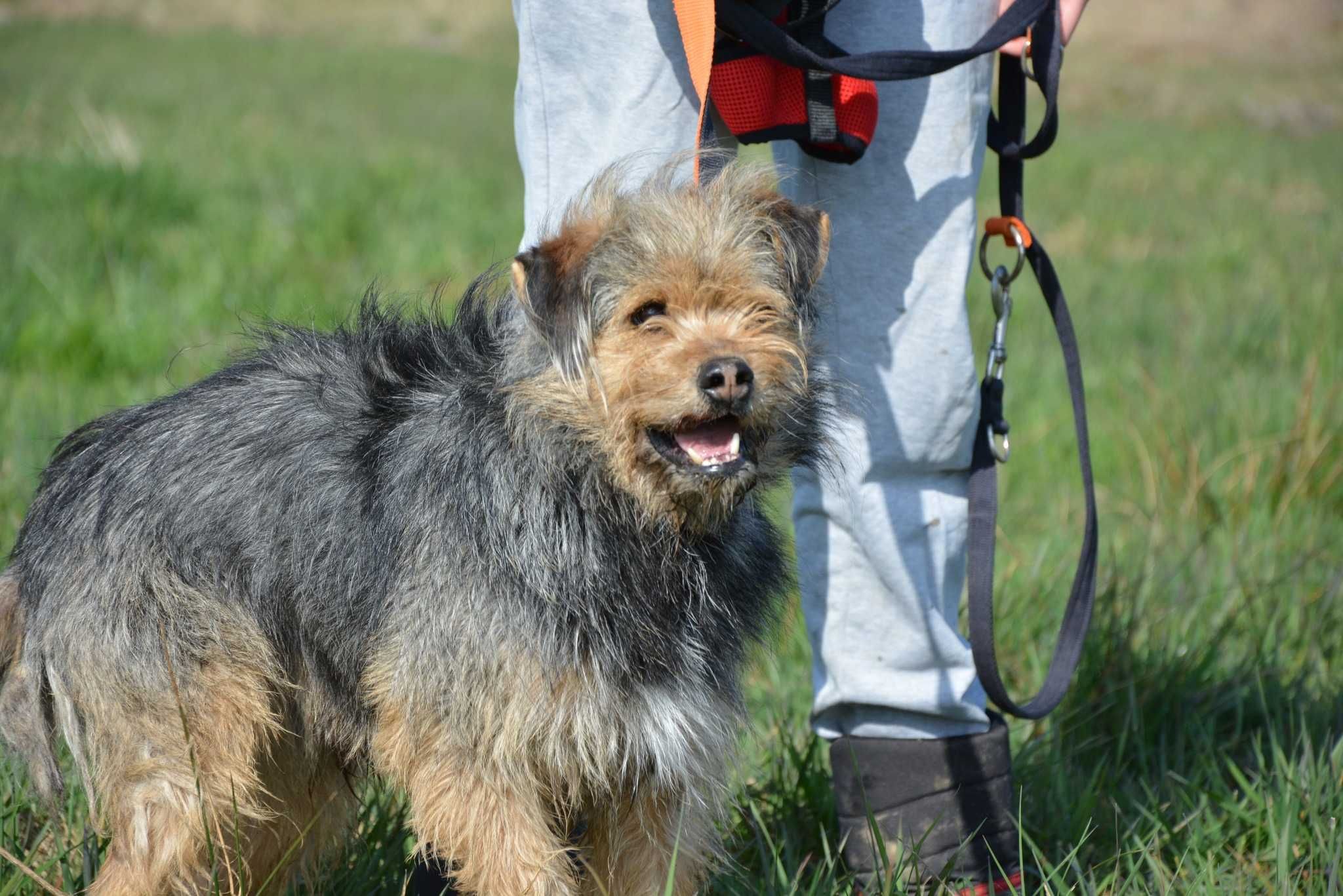 Alf - kochany kudłatek szuka swojego miejsca na ziemi ADOPCJA