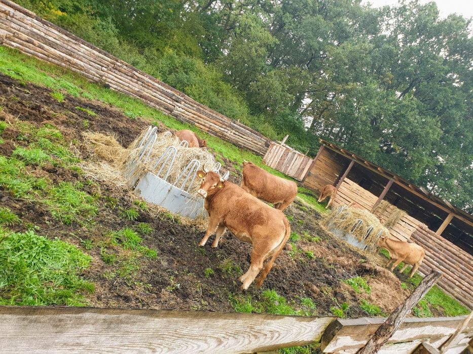 Paśnik ogrągły 12 stanowiskowy, karmnik dla bydła miesnego