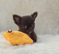 Chihuahua  chlopczyk czekolada