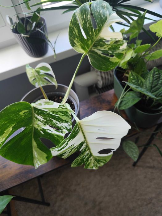 Monstera variegata