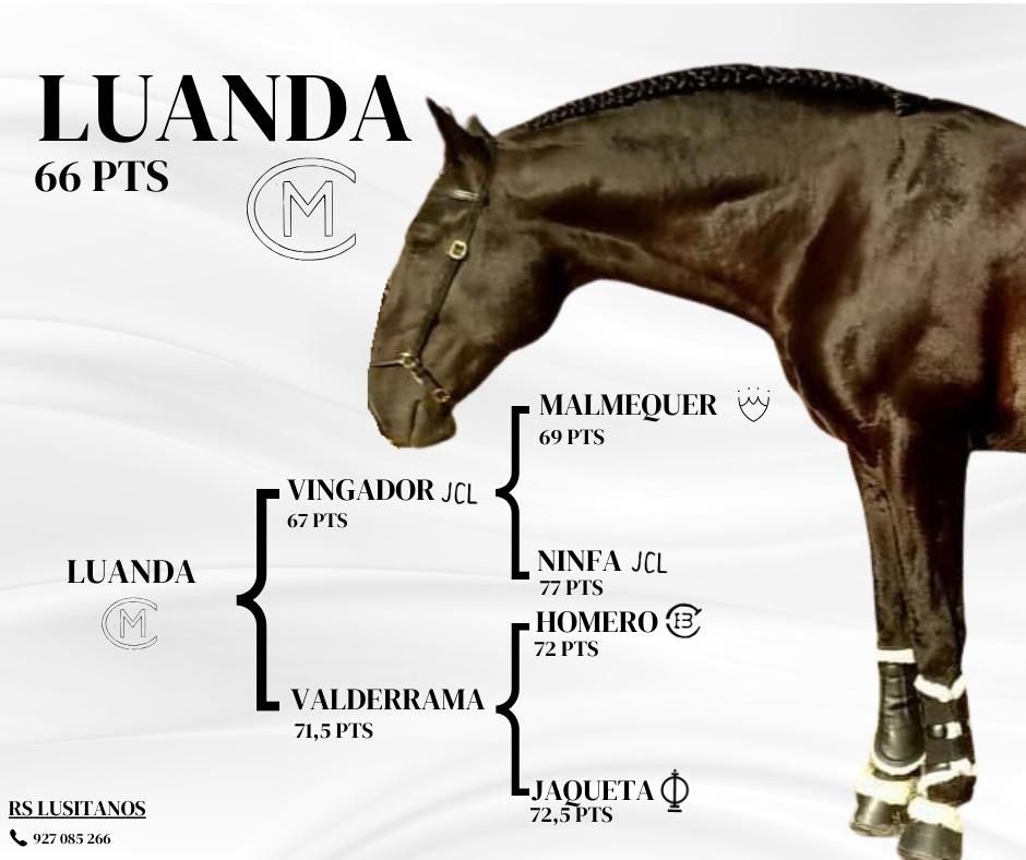 Cavalos lusitanos