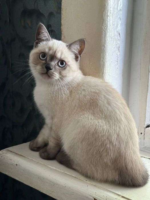Продам британскую кошку