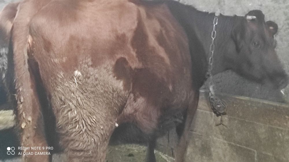 Продаёться глубоко стельная корова