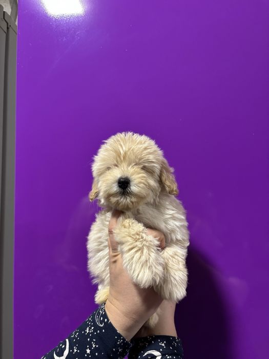 Дівчинка мальтипу