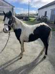 Ponei welsh 1 ano