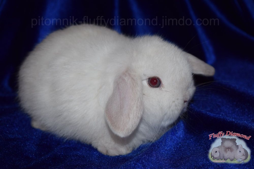 Кроленята з розплідника. Нідерландські висловухі кролики. Вакциновані.