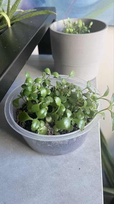 Żyworodka oddam za darmo