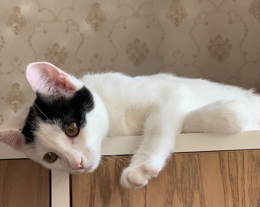 Котик кіт кошеня хлопчик чорно-білий шукає дім родину сім'ю