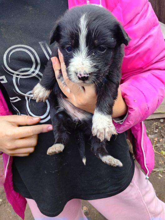 Отдаем щенков бесплатно