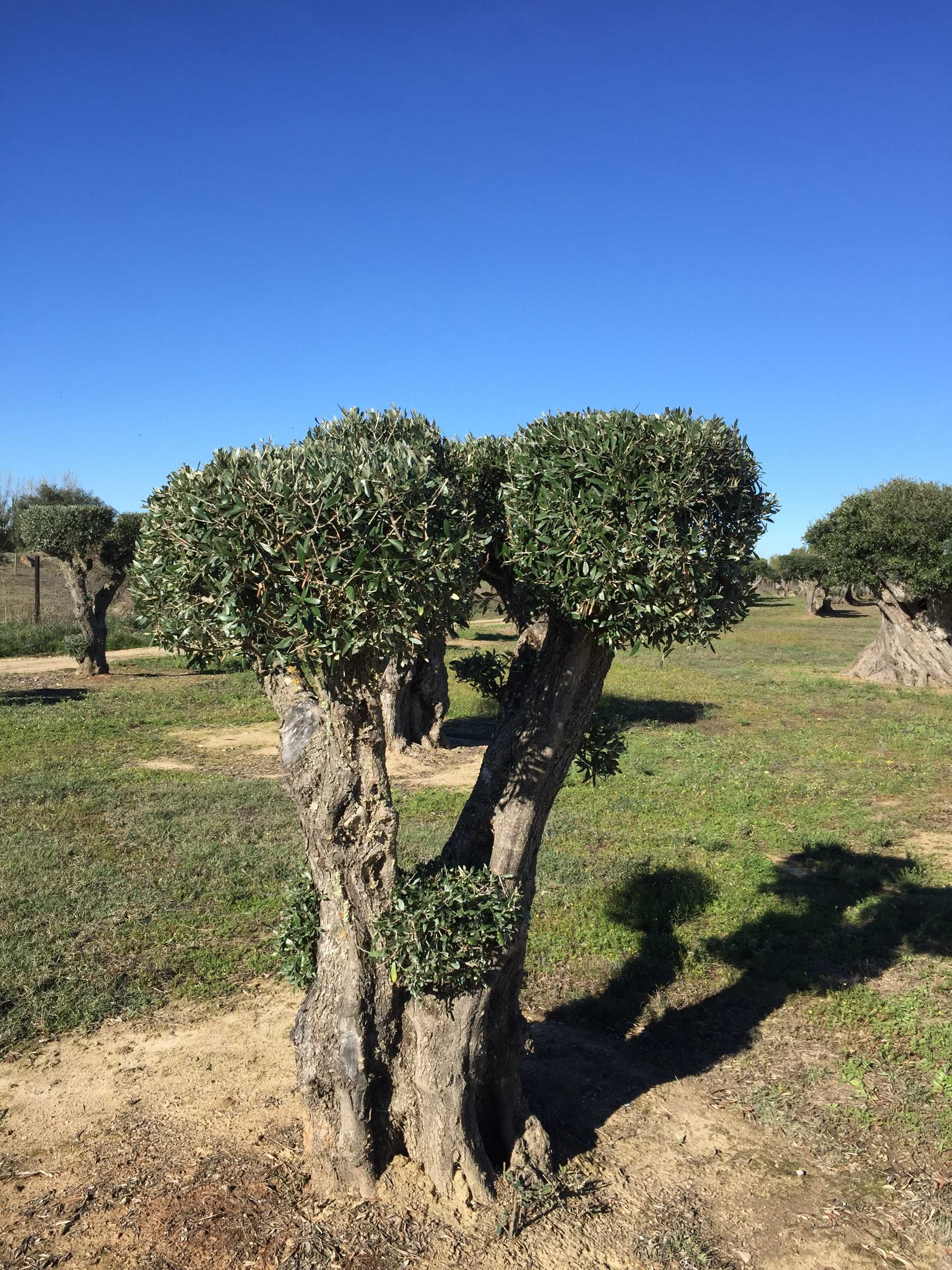 Oliveiras Bonsai - Alentejo