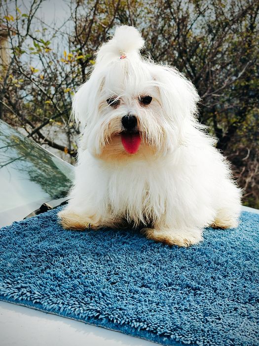 Неймовірна красуня мальтезе