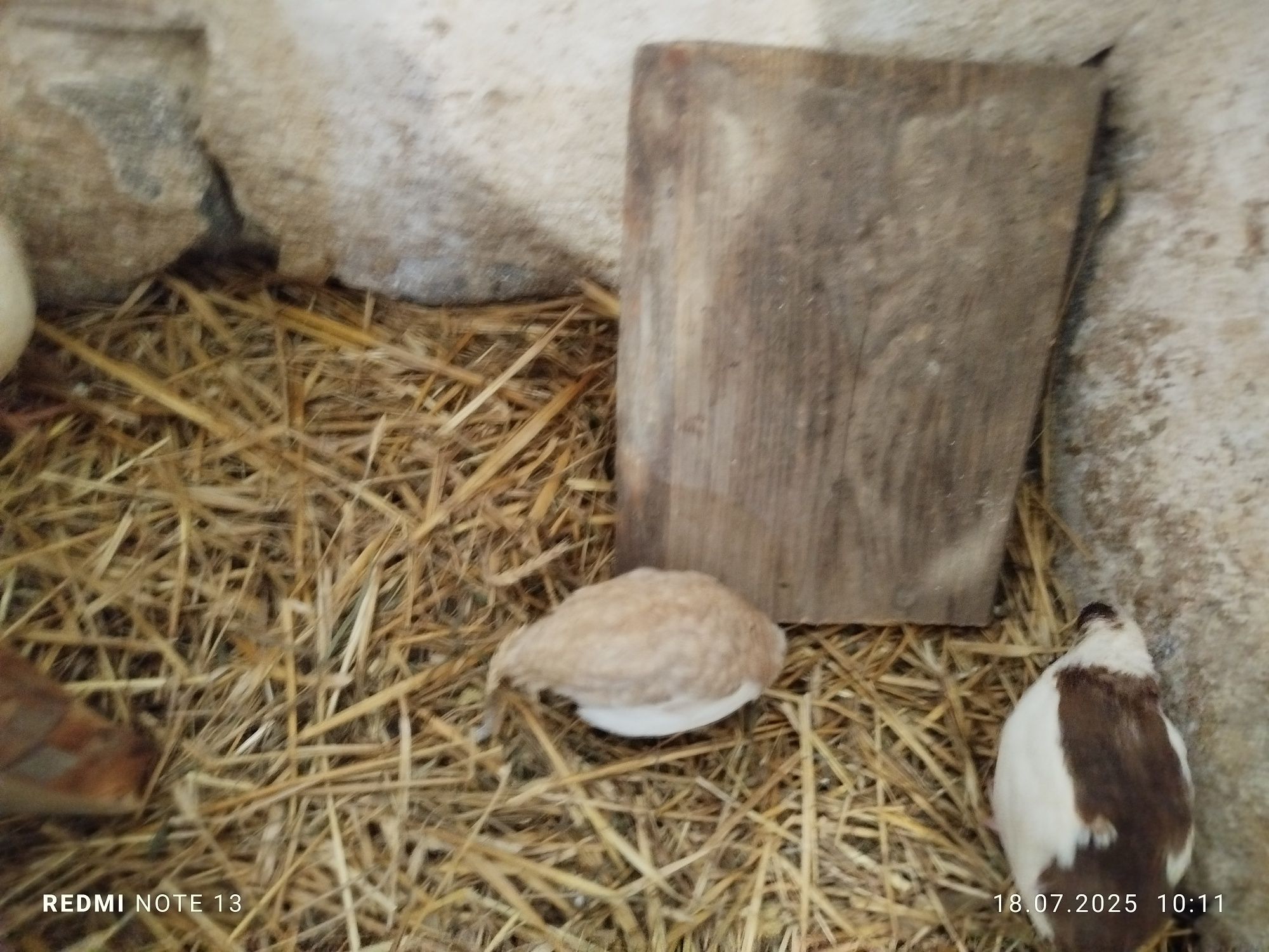 Jaja lęgowe 50 gr sztuka przepiórek celadon