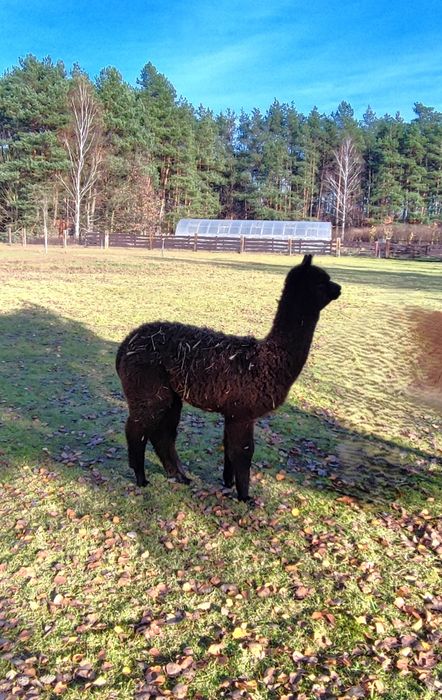 Samiec alpaka huacaya bay black