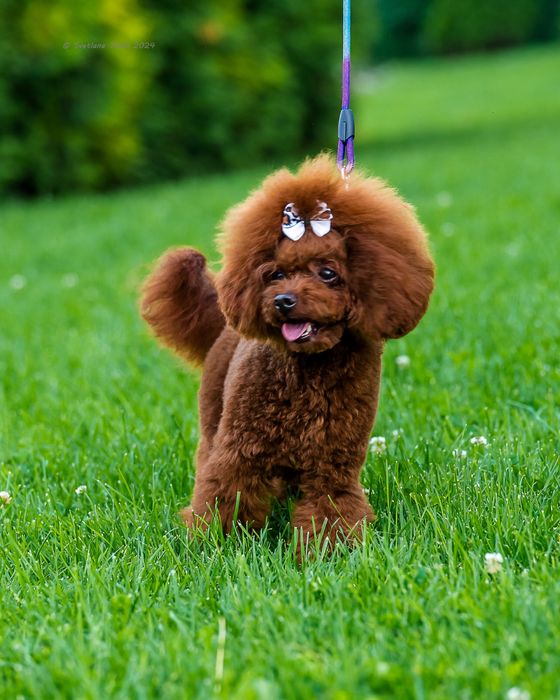 Вязка той пудель